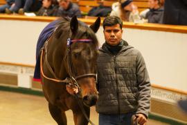 Lot  303 THIT 1023Tattersalls