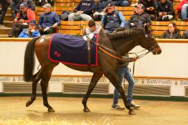 Lot  303 THIT 940Tattersalls