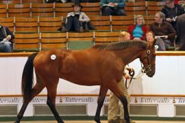 Lot  304 T B K1 1677 Tattersalls