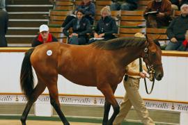 Lot  304 T B K1 1685 Tattersalls