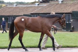 Lot  304 T B K1 1745 Tattersalls