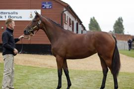 Lot  304 T B K1 V0090 Tattersalls