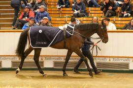 Lot  308 THIT 1038Tattersalls