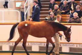 Lot  309 T B1 1615 Tattersalls