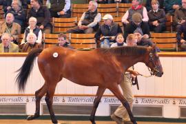 Lot  309 T B1 1629 Tattersalls