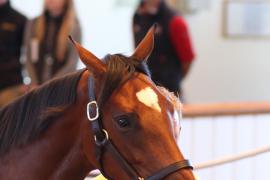 Lot  309 T B1 1639 Tattersalls