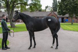 Lot  311 1776 TBK1Tattersalls