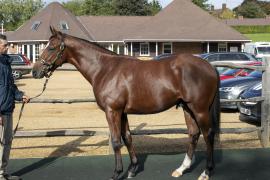 Lot  31 1844 TBK1Tattersalls