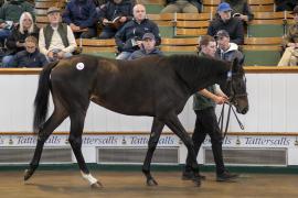 Lot  311 TBK1 8214Tattersalls