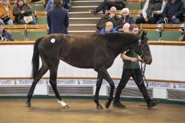 Lot  311 TBK1 8234Tattersalls