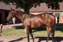 Lot  315 T B11906 Tattersalls