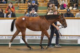 Lot  315 TBK1 8363Tattersalls