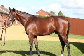 Lot  316 T B10616 Tattersalls