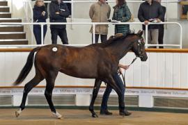 Lot  318 T O14609 Tattersalls