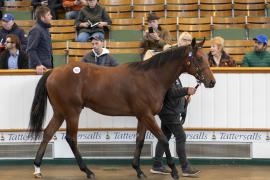 Lot  322 TBK1 8494Tattersalls