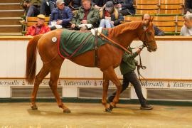 Lot  322 THIT 1055Tattersalls