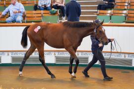 Lot  322 TSS726Tattersalls