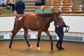 Lot  322 TSS730Tattersalls