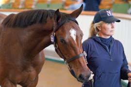 Lot  322 TSS745Tattersalls