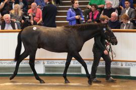 Lot  323 T B K1 9068 Tattersalls