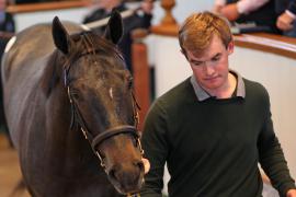 Lot  323 T B K1 9079 Tattersalls