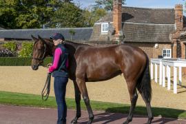 Lot  325 0705 TBK1Tattersalls