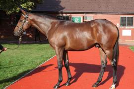 Lot  325 T B K1 0248 Tattersalls