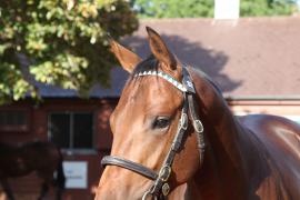 Lot  325 T B K1 0302 Tattersalls