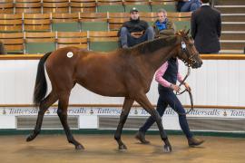 Lot  325 TBK1 8576Tattersalls