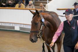 Lot  325 TBK1 8588Tattersalls