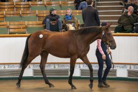 Lot  325 TBK1 8607Tattersalls