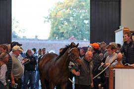 Lot  325 T B K1 9088 Tattersalls