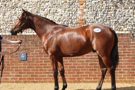 Lot  326 T B K1 V0314 Tattersalls