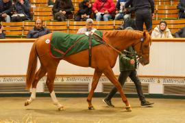 Lot  326 THIT 1210Tattersalls