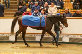 Lot  327C THIT 1356Tattersalls