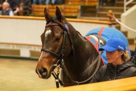 Lot  327C THIT 1489Tattersalls