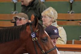 Lot  327 T O14803 Tattersalls