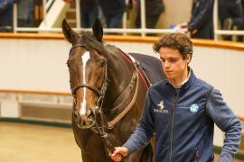 Lot  328 THIT 1379Tattersalls