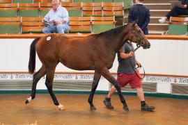 Lot  328 TSS758Tattersalls