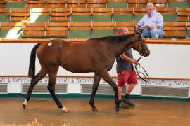 Lot  328 TSS837Tattersalls