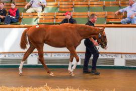 Lot  329 TSS835Tattersalls