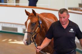 Lot  329 TSS908Tattersalls