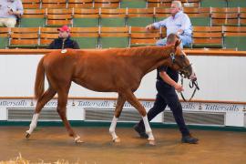 Lot  329 TSS969Tattersalls