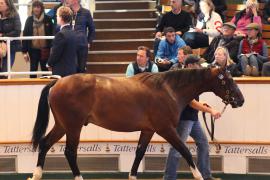 Lot  330 T B1 1954 Tattersalls