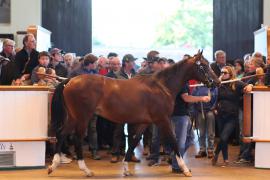 Lot  330 T B1 2014 Tattersalls