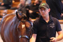 Lot  330 T B1 2043 Tattersalls