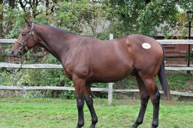 Lot  332 T B K1 0772 Tattersalls