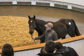 Lot  332 TBK1 9042Tattersalls