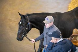 Lot  332 TBK1 9112Tattersalls