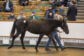 Lot  332 TBK1 9156Tattersalls